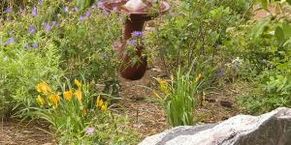 Xeriscaping gardening in drought